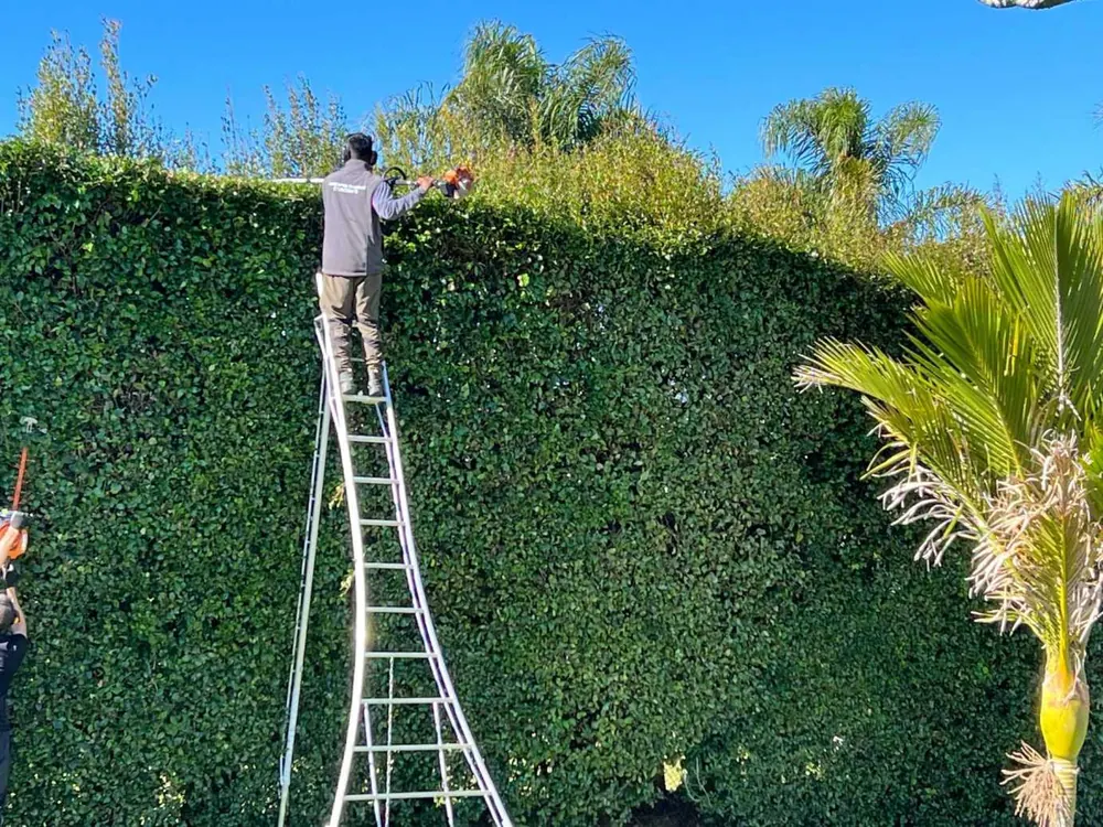 Gardener trimming a tall boundary hedge in Henderson, Auckland