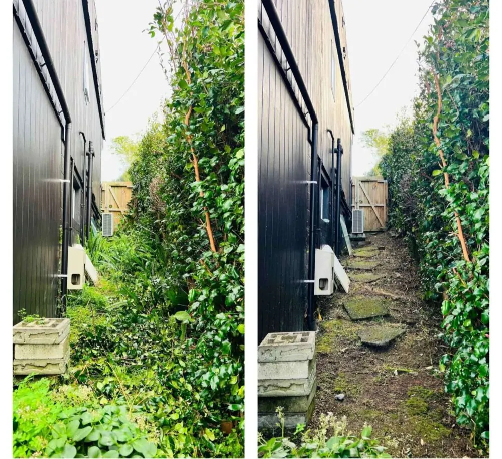 Before and after garden clearance along a narrow side path in St Heliers, Auckland